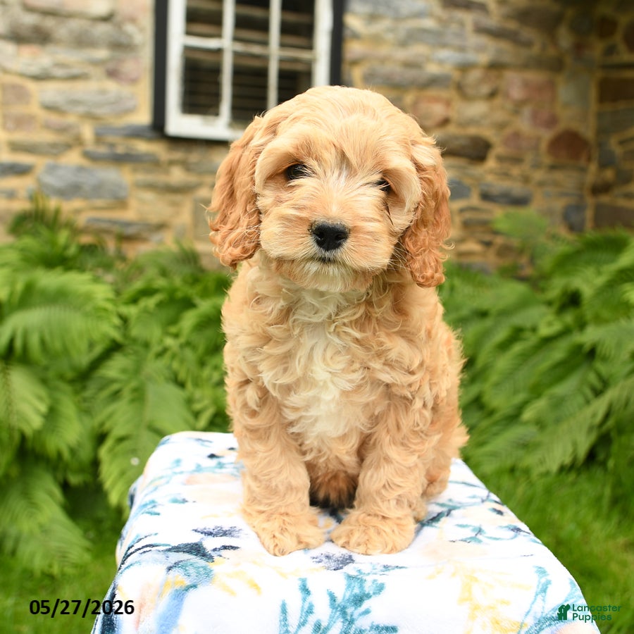 Cockapoo dogs Daisy - Ad 1