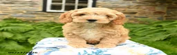Cockapoo dogs for sale: Daisy - Ad 1