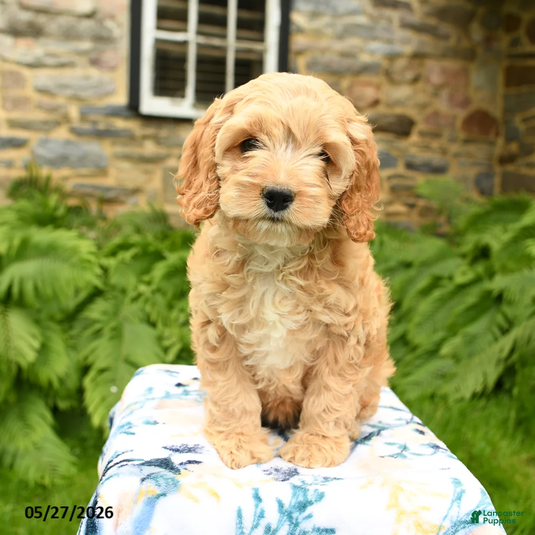 Cockapoo dogs for sale: Daisy - Ad 1