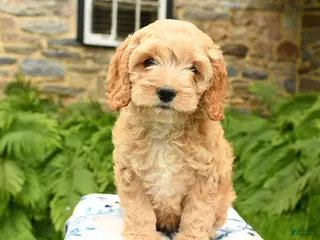 Cockapoo dogs for sale: Daisy - Ad 2