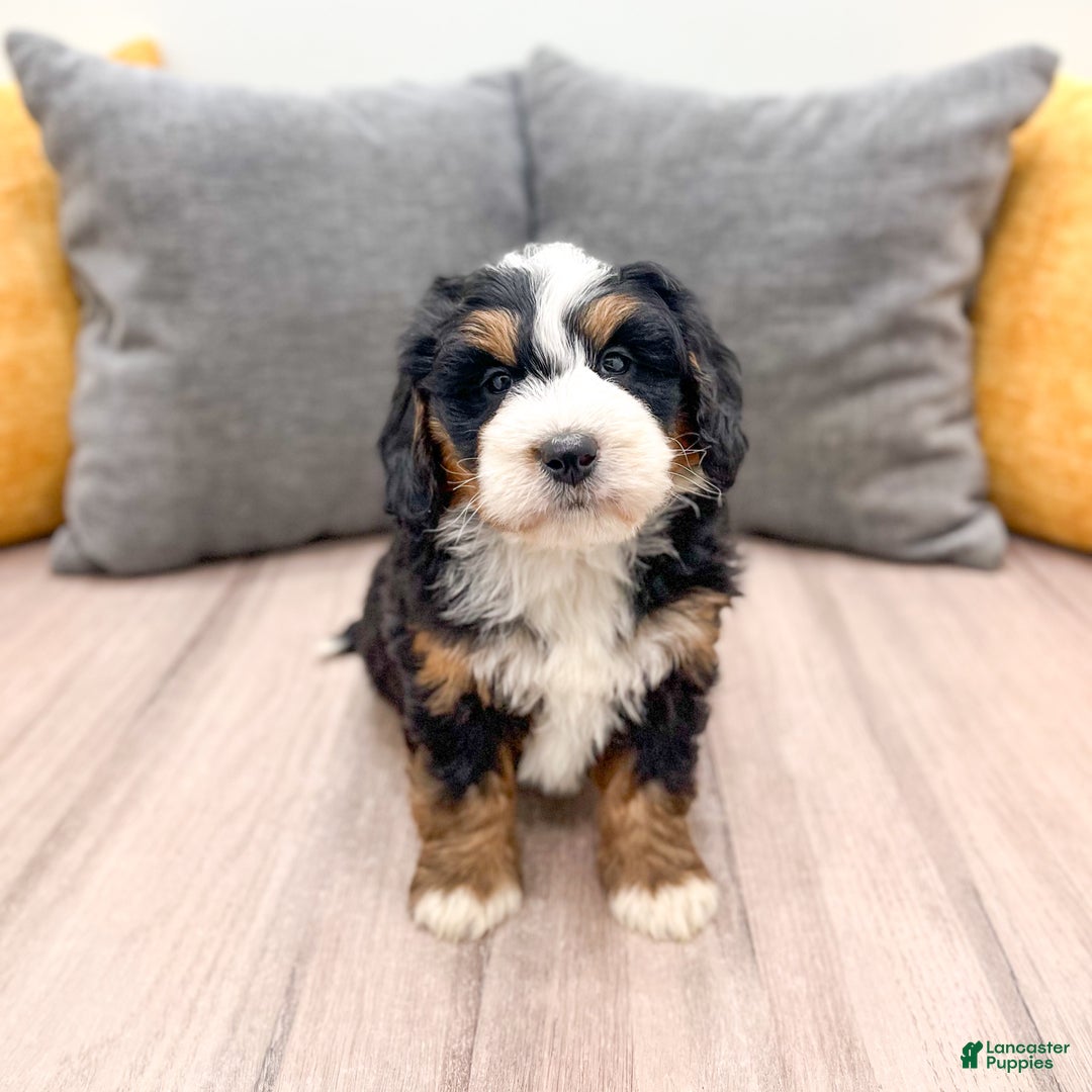 Mini Bernedoodle dogs for sale: Harper - Ad 6