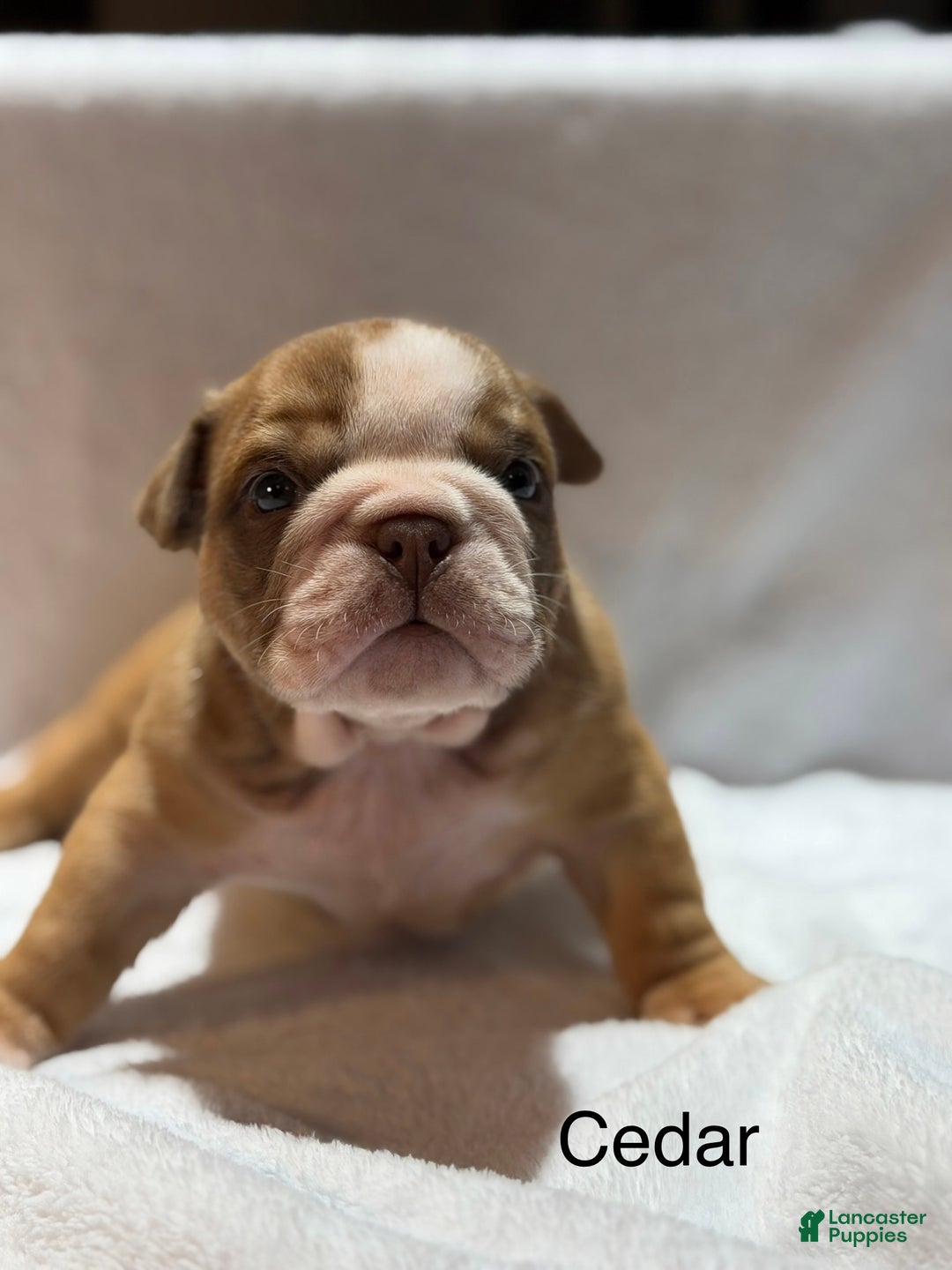 English Bulldog dogs for sale: English Bulldog Puppy 2 - Ad 2