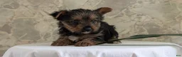 Yorkshire Terrier dogs for sale: Xena - Ad 13