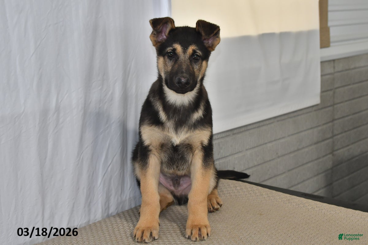 German Shepherd dogs Chad - Ad 2