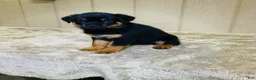 Rottweiler dogs for sale: Rottweiler 6 - Ad 8