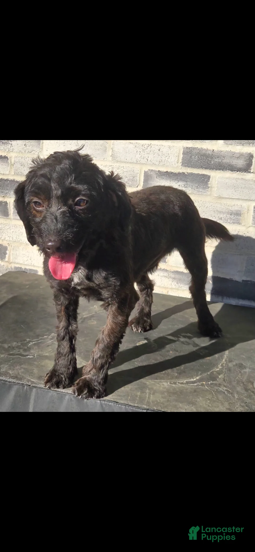 Bernedoodle dogs for sale: Bernedoodle Puppy 2 - Ad 3