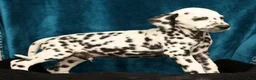 Dalmatian dogs for sale: Rambo - Ad 9