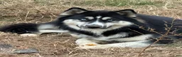 Siberian Husky dogs for sale: Siberian Husky 5 - Ad 4