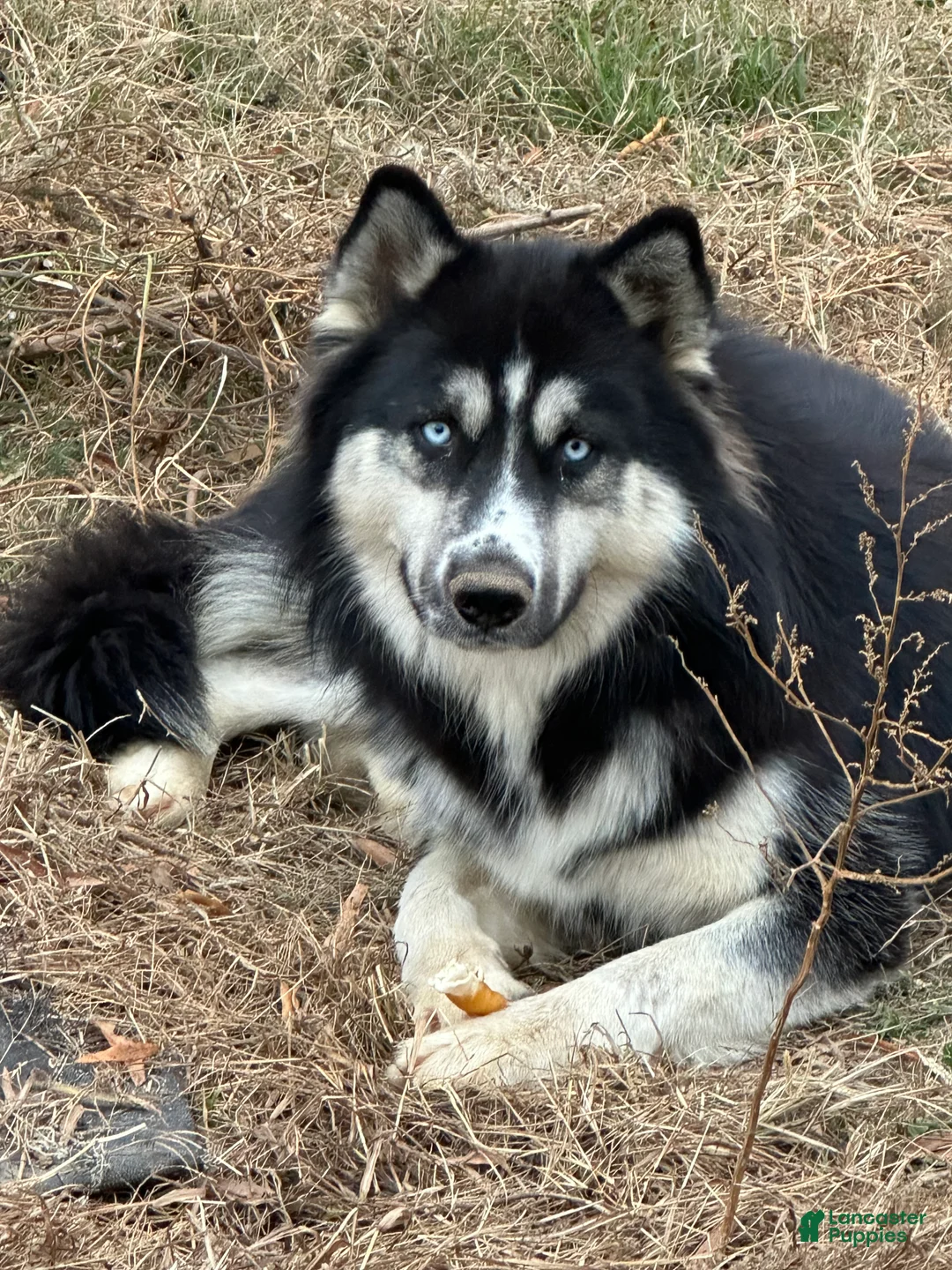 Siberian Husky dogs for sale: Siberian Husky 3 - Ad 2