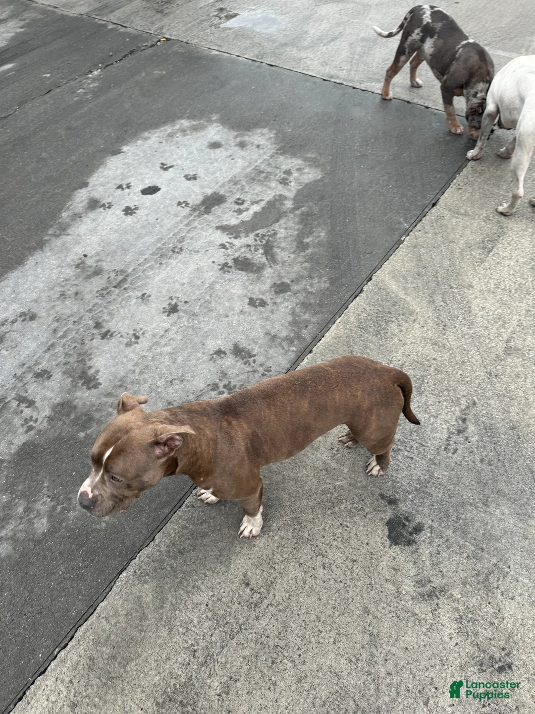 Mixed Breed dogs for sale: Mixed Breed Puppy 2 - Ad 2