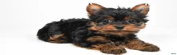 Yorkshire Terrier dogs for sale: Heidi - Ad 2