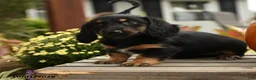 Dachshund dogs for sale: Merryweather - Ad 4