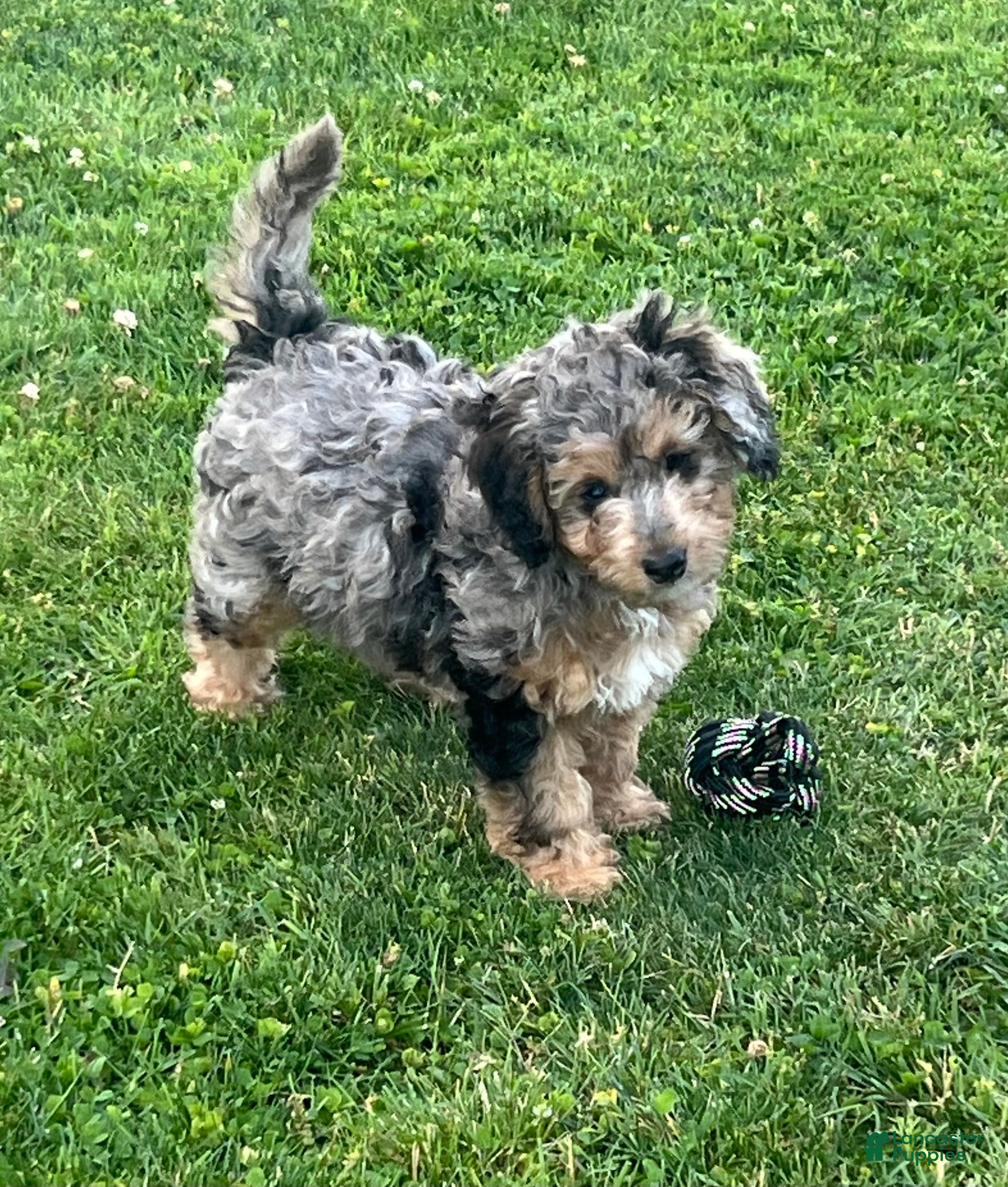 Mini Goldendoodle dogs Maple Mini Goldendoodle Puppy  - Ad 2