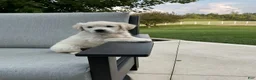 Golden Retriever dogs for sale: Jane - Ad 4