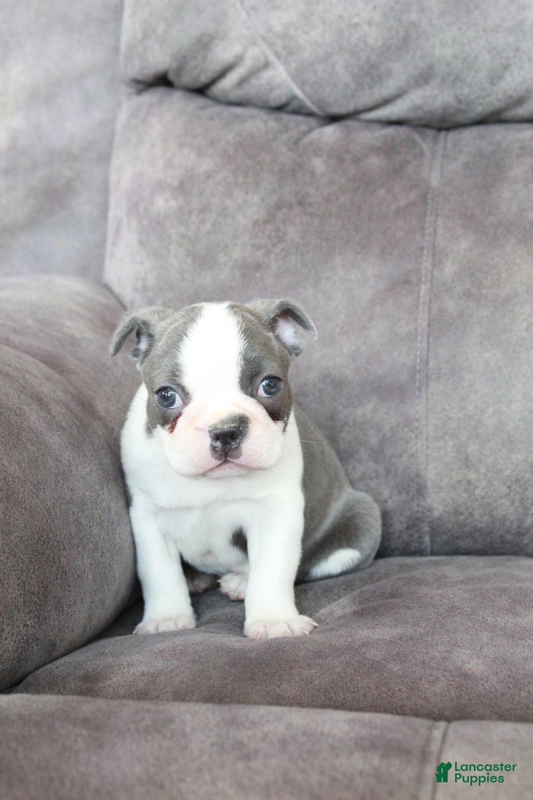 Frenchton dogs for sale: Frenchie  - Ad 2