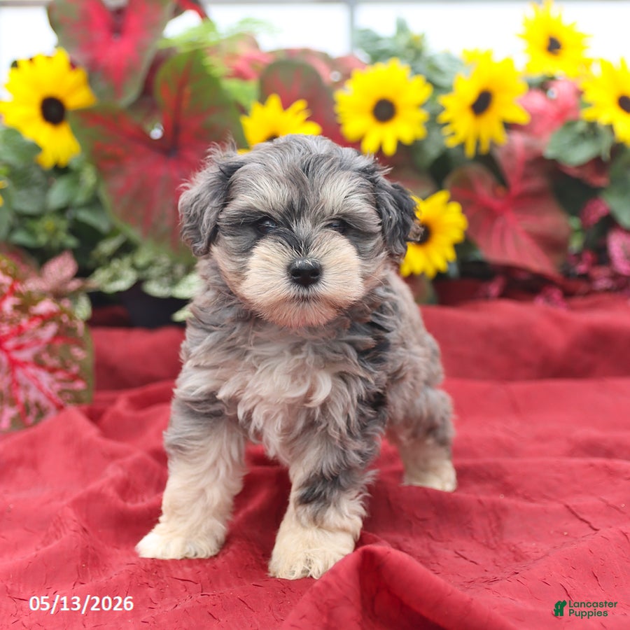 Miniature Schnauzer dogs Graham - Ad 1