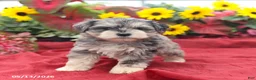 Miniature Schnauzer dogs for sale: Graham - Ad 1