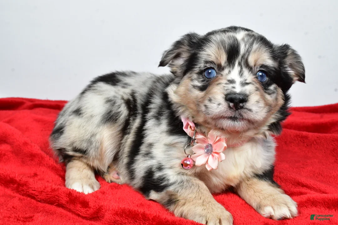 Mixed Breed dogs for sale: Cindy - Ad 4