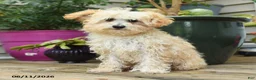 Toy Poodle dogs for sale: Percy - Ad 3