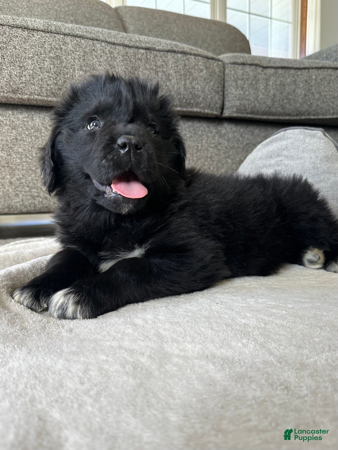 Newfoundland dogs for sale: OFA,AKC,CH, “Raine”  - Ad 4