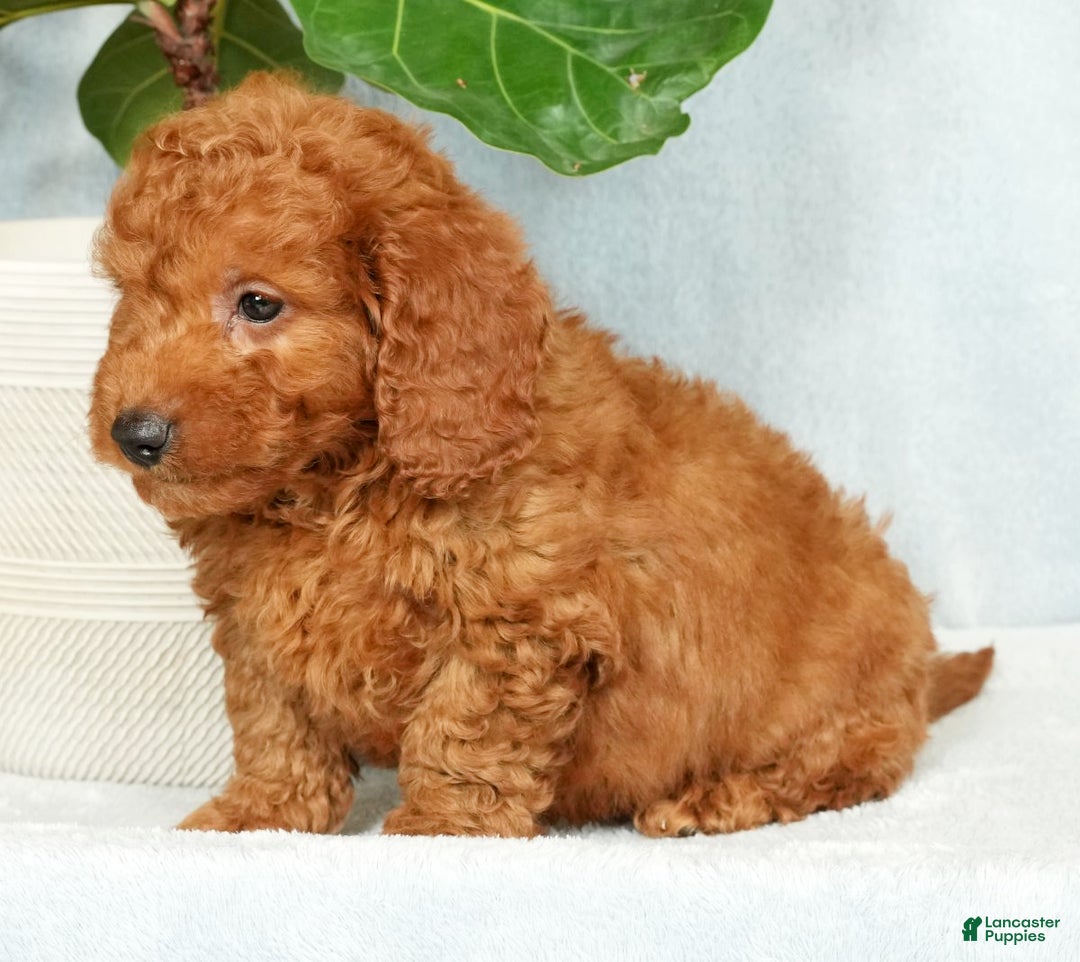 Mini Goldendoodle dogs for sale: Cash - Ad 4