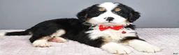 Mini Bernedoodle dogs for sale: Bubba - Ad 8