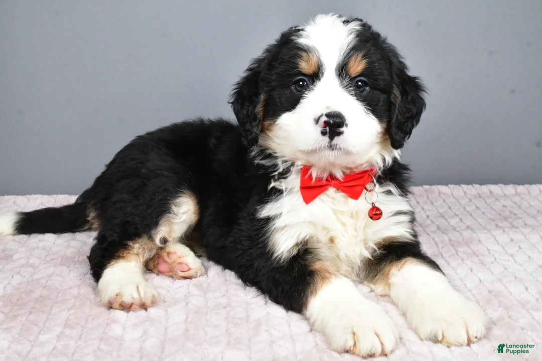 Mini Bernedoodle dogs for sale: Bubba - Ad 8