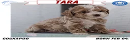 Cockapoo dogs for sale: Tara - Ad 1