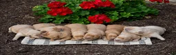 Golden Retriever dogs for sale: Peter - Ad 6