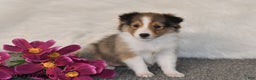 Shetland Sheepdog dogs for sale: Maggie - Ad 2