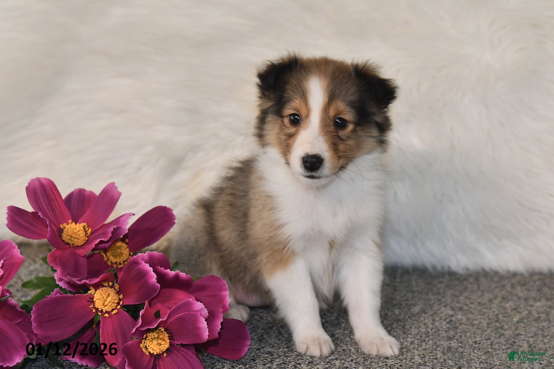 Shetland Sheepdog dogs for sale: Maggie - Ad 2
