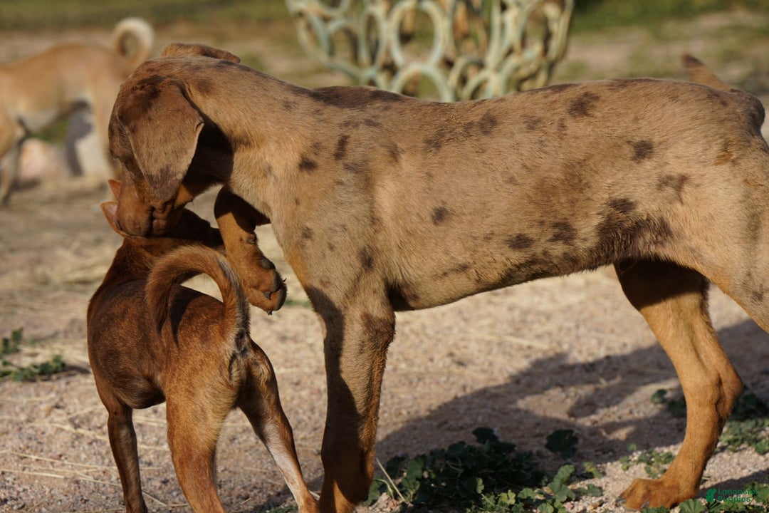 Mixed Breed dogs for sale: Lilac Fawn Merle M1 RT - Ad 28