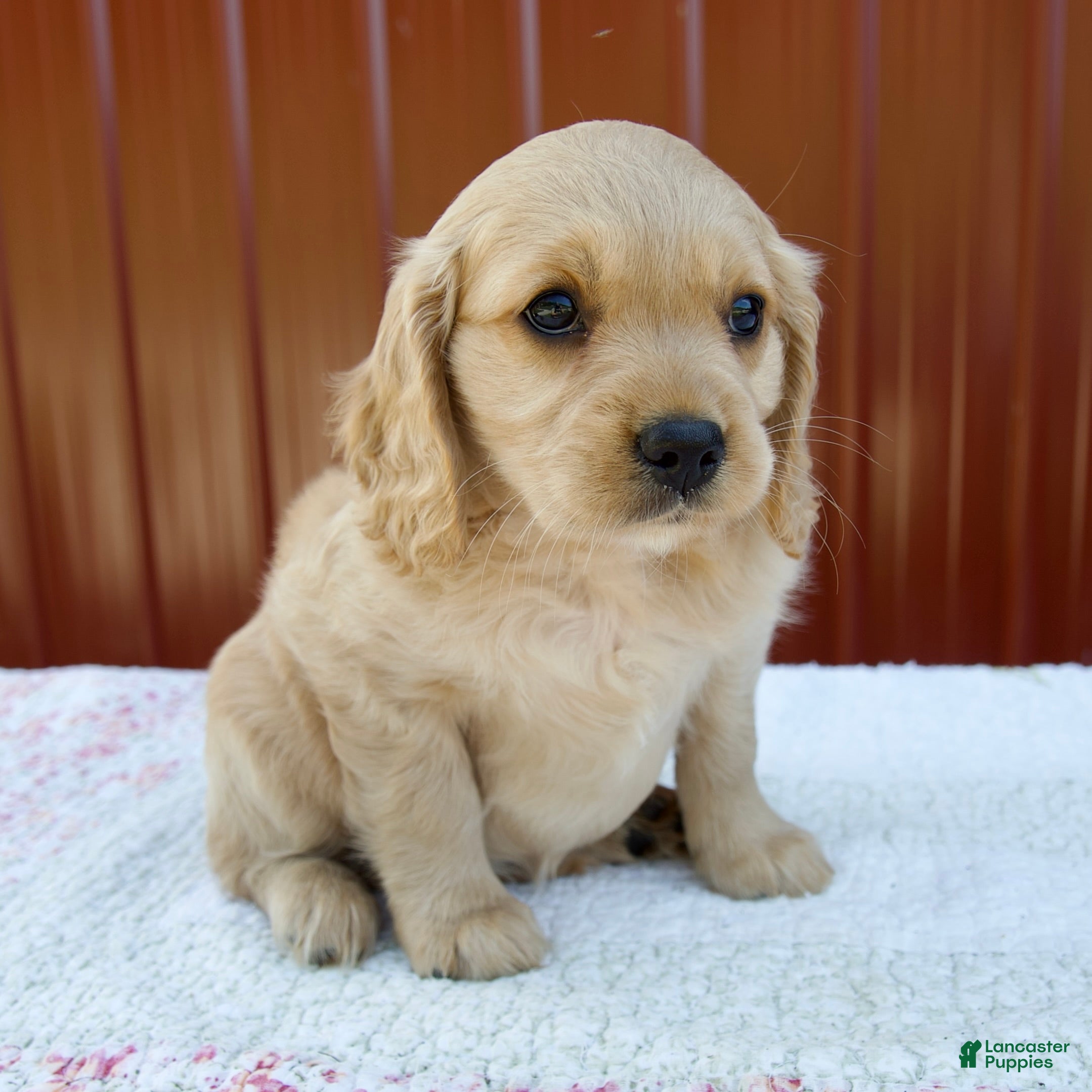 Miniature Golden Retriever dogs Gracie - Ad 1