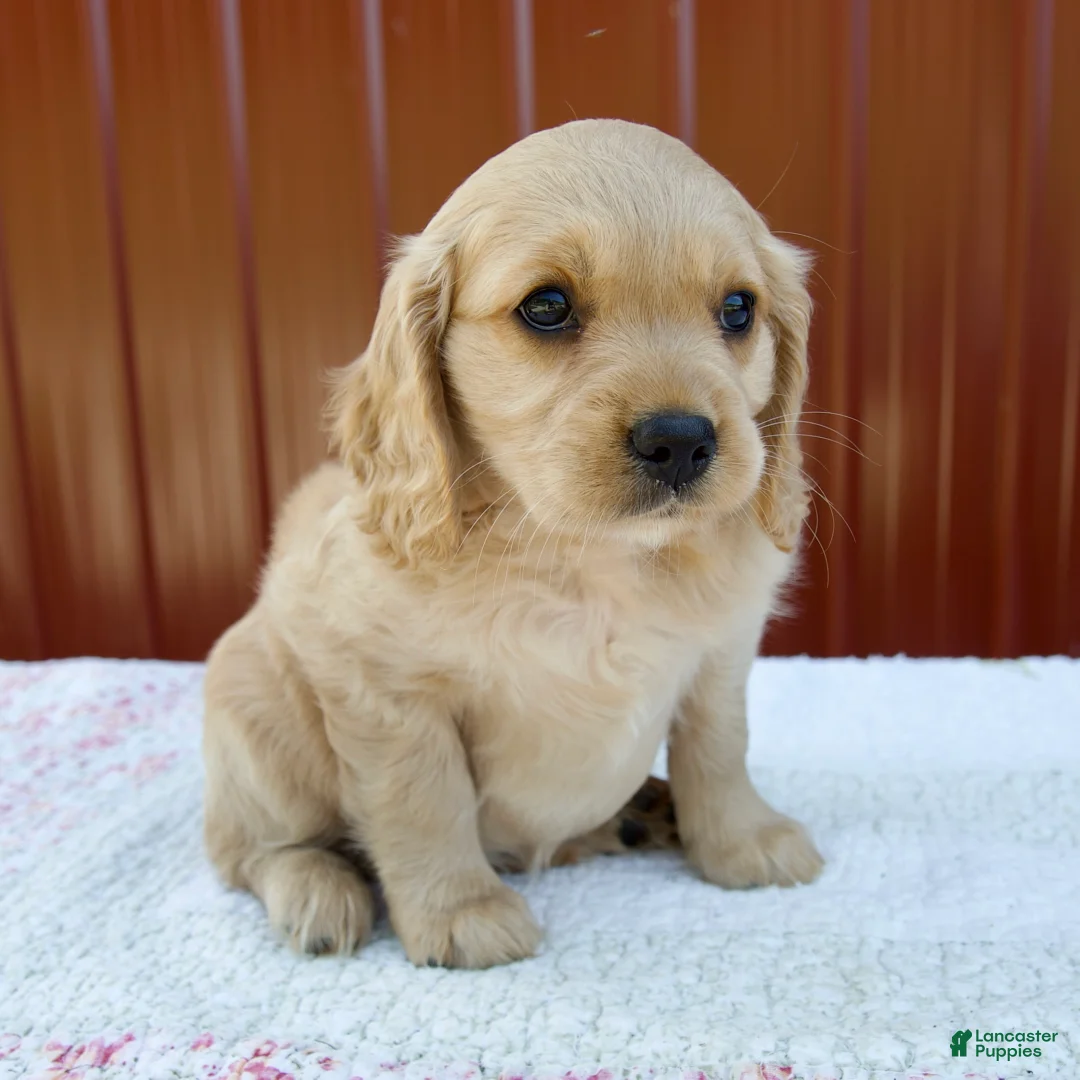 Miniature Golden Retriever dogs for sale: Gracie - Ad 1