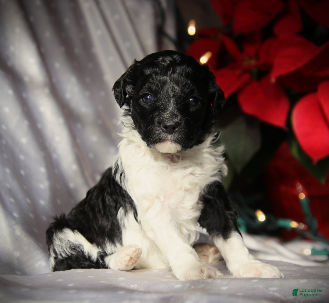 Cockapoo dogs for sale: Dazzle - Ad 5
