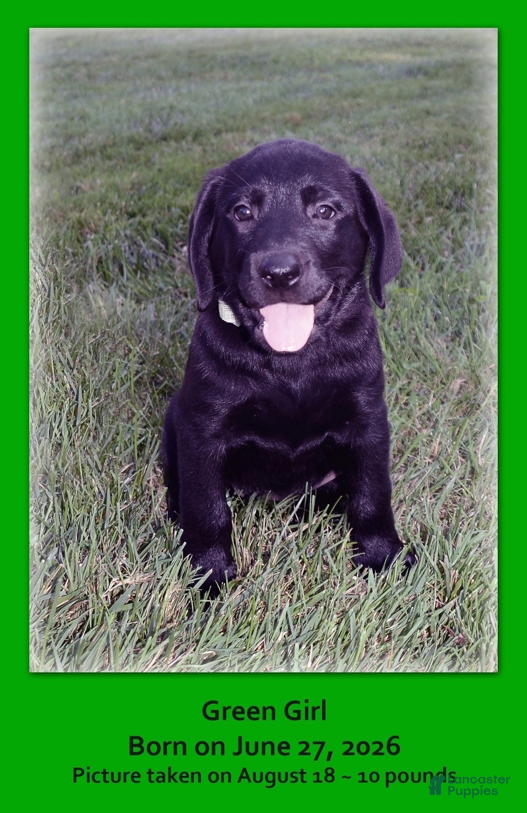Goldador dogs Goldador 7 - Ad 1