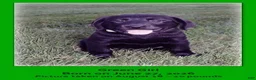 Goldador dogs for sale: Goldador 7 - Ad 1