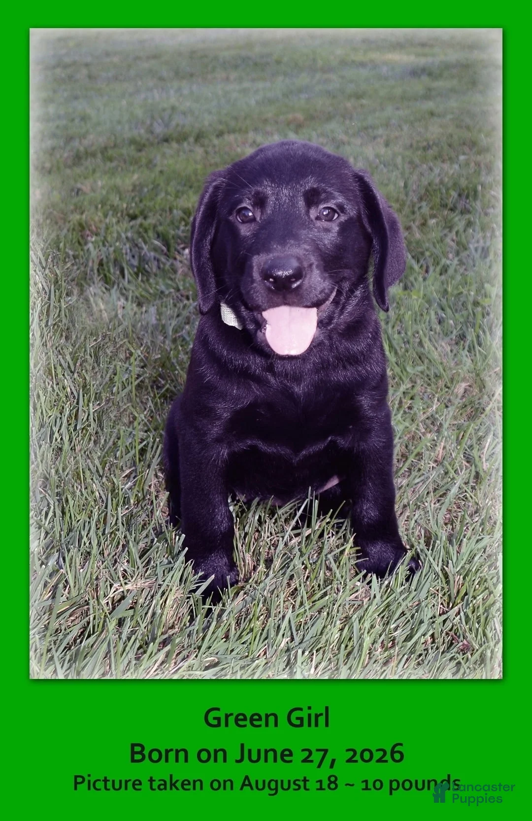 Goldador dogs for sale: Goldador 7 - Ad 1