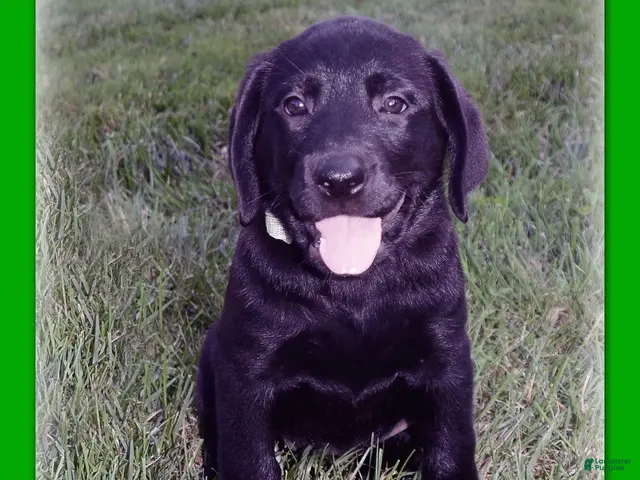 Goldador dogs for sale: Goldador 7 - Ad 1