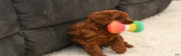 Cavapoo dogs for sale: Greta - Ad 3
