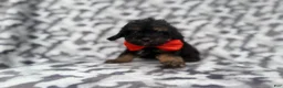 Cavapoo dogs for sale: Danny - Ad 6