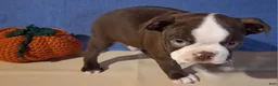 Boston Terrier dogs for sale: Ira - Ad 3