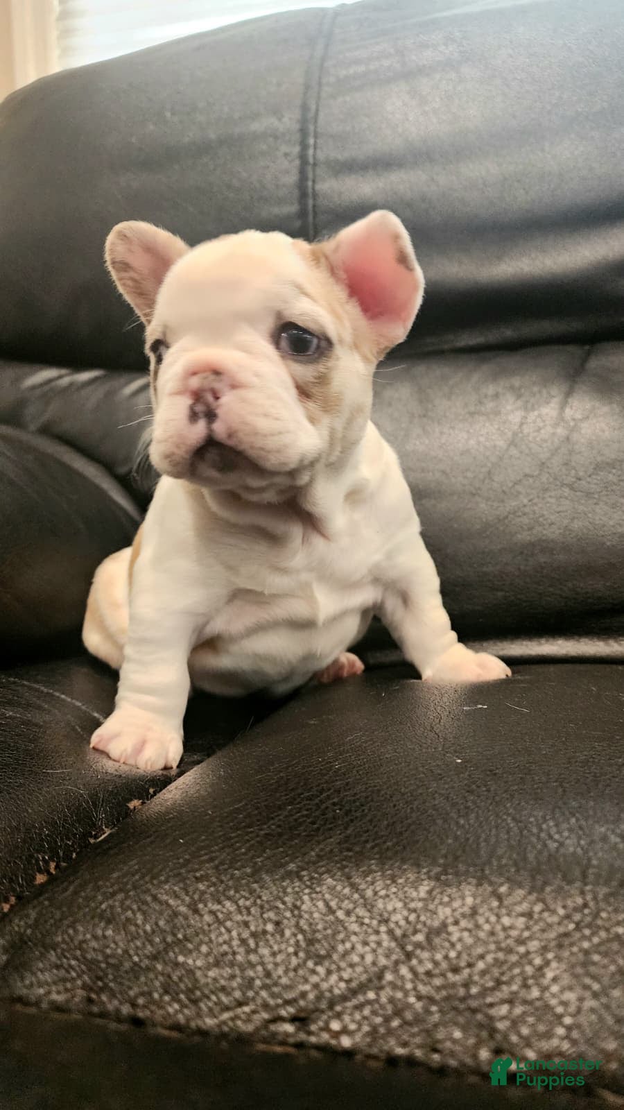 French Bulldog dogs French Bulldog Puppy 4 - Ad 2