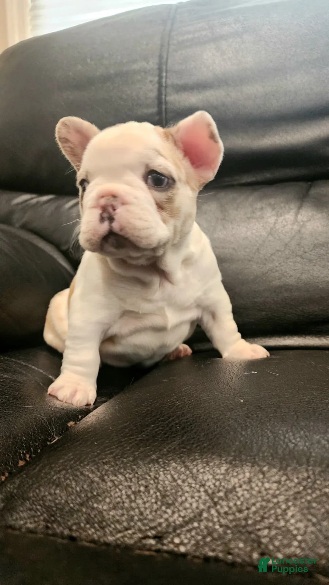 French Bulldog dogs for sale: French Bulldog Puppy 4 - Ad 2