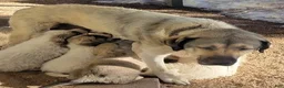 Mixed Breed dogs for sale: Boy 3 - Ad 4