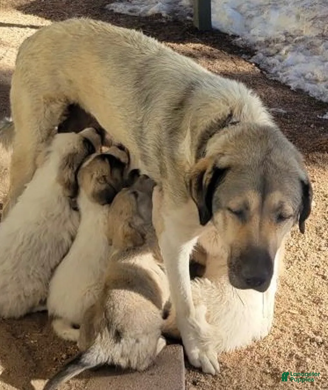 Mixed Breed dogs for sale: Boy 3 - Ad 4