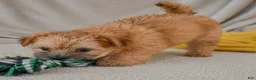 Morkie dogs for sale: Mark - Ad 4