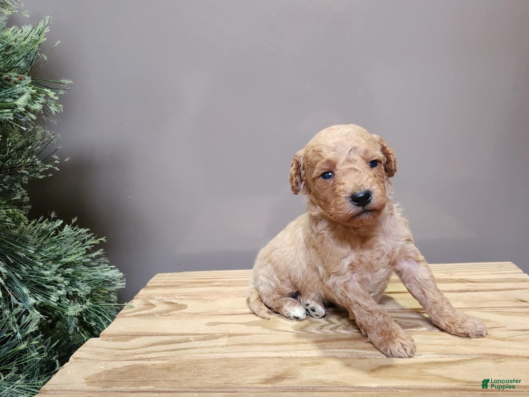 Mini Goldendoodle dogs for sale: Dover - Ad 3