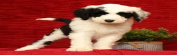 Sheepadoodle dogs for sale: Henry - Ad 4