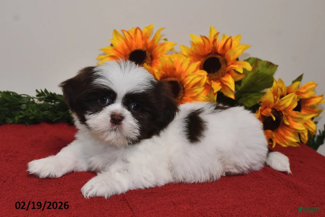 Shih Tzu dogs for sale: Caspar - Ad 4